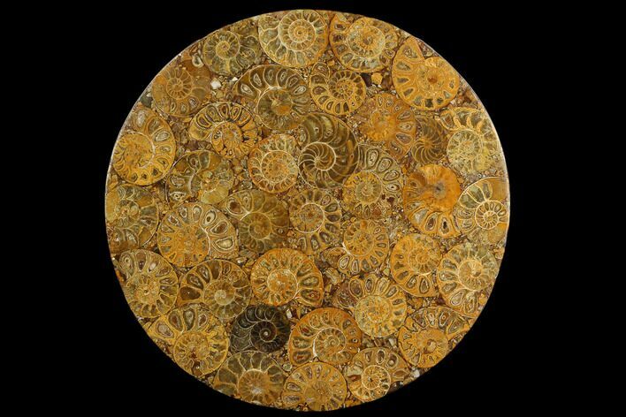 Composite Plate Of Agatized Ammonite Fossils #130583